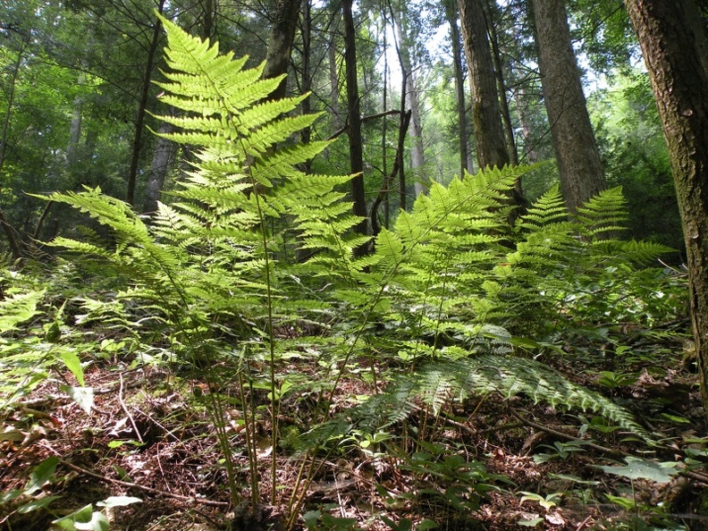 Gladie Creek_ Red River Gorge 9.jpg